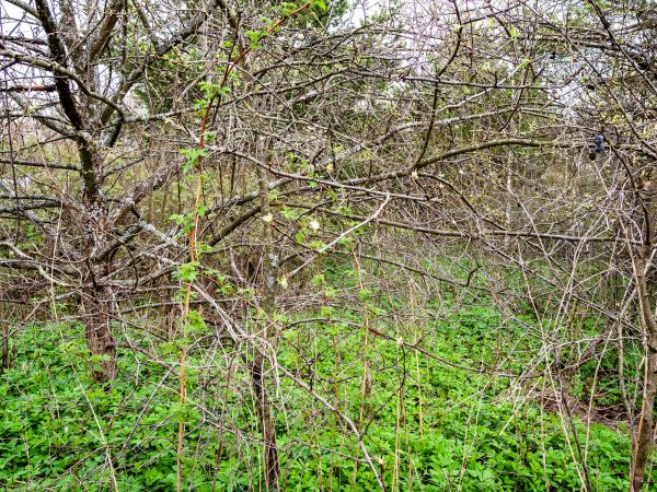 Underbrush Clearing in Glen Burnie