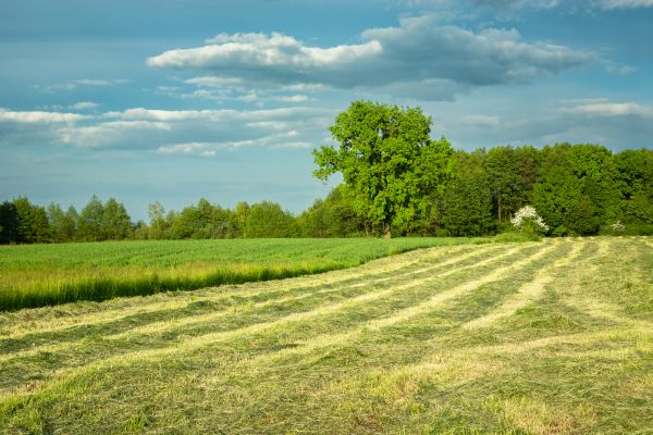 Cost of Vegetation Removal in Glen Burnie