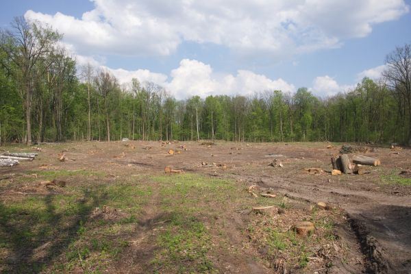 Pasture Clearing in Glen Burnie