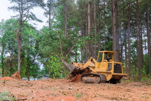 Forest Thinning in Glen Burnie