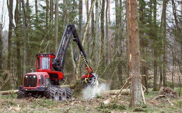 Forest Clearance Service in Glen Burnie