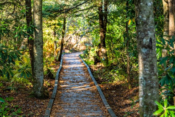 Cost of Trail Clearing in Glen Burnie